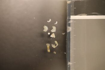 Media type: image;   Malacology 396632 Description: Preserved specimen.;
